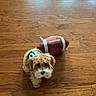 Gio is registered to the contest to win money with this photo: dog, puppy, small_dog, fluffy, curly_fur, brown_and_white, pet, football, sports_toy, costume, hardwood_floor, indoor, home, looking_at_camera, sitting, standing, cute, playful, portrait, animal