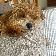 Gio is registered to the contest to win money with this photo: dog, puppy, sleeping, shaggy, fluffy, brown_fur, curly_fur, black_nose, closed_eyes, pet, couch, sofa, cushion, pillow, living_room, indoor, cozy, relaxed, portrait, nap