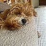 dog, puppy, sleeping, shaggy, fluffy, brown_fur, curly_fur, black_nose, closed_eyes, pet, couch, sofa, cushion, pillow, living_room, indoor, cozy, relaxed, portrait, nap