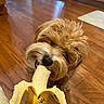 Gio joined the competition — help win amazing prizes! dog, puppy, fluffy, long_hair, brown_fur, tan_fur, banana, fruit, eating, chewing, snack, pet, indoors, kitchen, wooden_floor, home, portrait, close_up, playful, funny