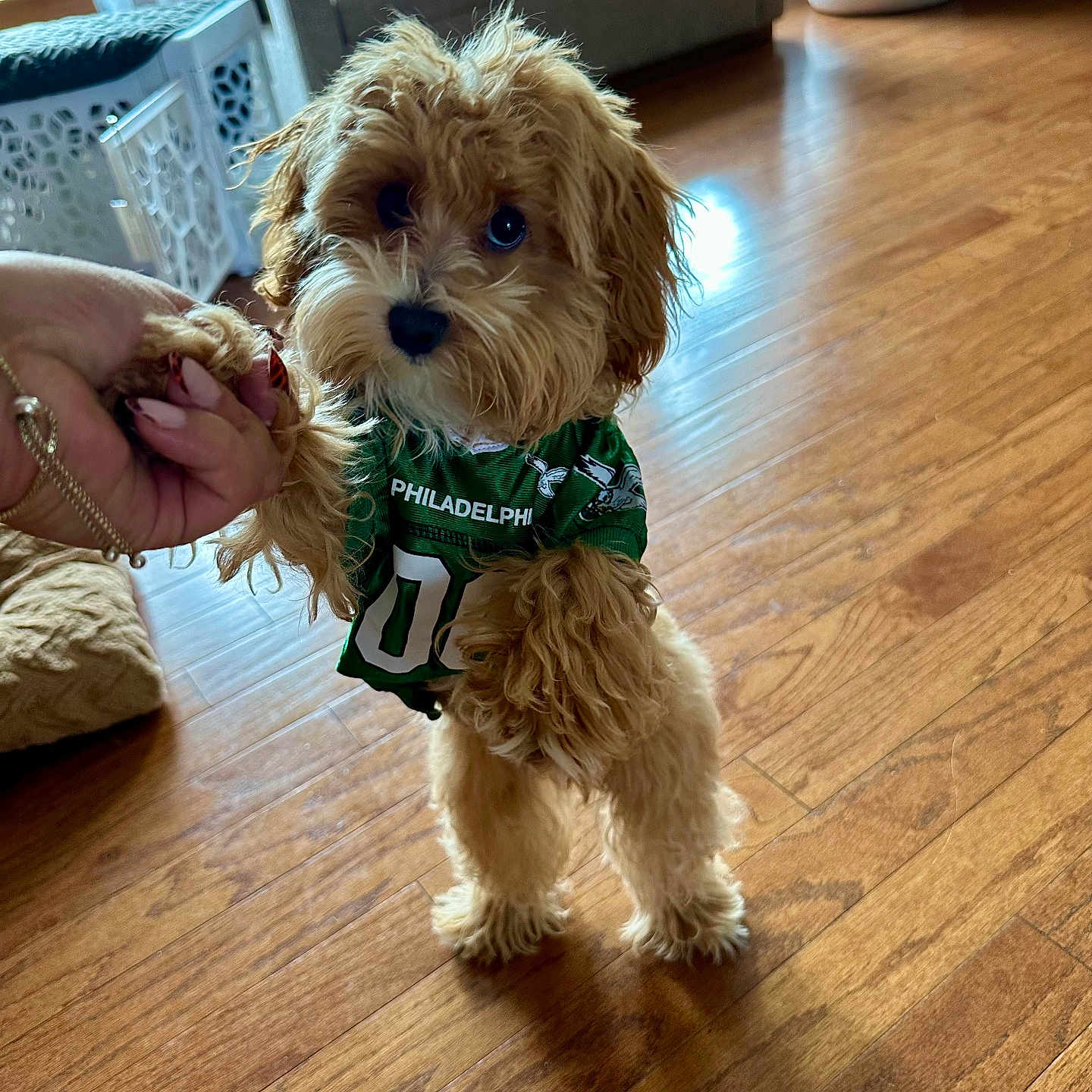Gio