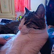 Purrbert is registered to the contest to win money with this photo: abyssinian, animal, architecture, bed, bedroom, blanket, building, cabinet, cat, closet, couch, cupboard, furniture, indoors, kitten, livingroom, manx, pet, quilt, room