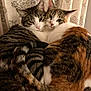 cat, two_cats, snuggling, feline, tabby_cat, calico_cat, pets, indoor, curtain, close_up, fur, animal, cute, companion, resting, cozy, whiskers, tail, mammal, domestic_animal