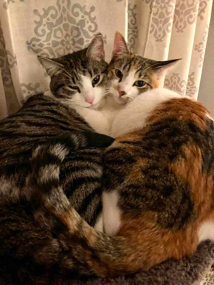 Purrburt joined the competition — help win amazing prizes! cat, two_cats, snuggling, feline, tabby_cat, calico_cat, pets, indoor, curtain, close_up, fur, animal, cute, companion, resting, cozy, whiskers, tail, mammal, domestic_animal