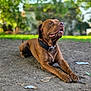 dog, brown_dog, pet, collar, lying_down, outdoor, dirt_ground, leaves, trees, bokeh, portrait, shallow_depth_of_field, tongue_out, paws, canine, domestic_animal, sunlight, greenery, happy, pet_photography