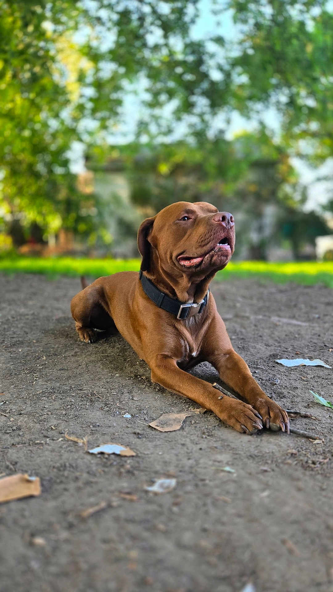 Deebo joined the competition — help win amazing prizes! dog, brown_dog, pet, collar, lying_down, outdoor, dirt_ground, leaves, trees, bokeh, portrait, shallow_depth_of_field, tongue_out, paws, canine, domestic_animal, sunlight, greenery, happy, pet_photography