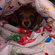 Bear is registered to the contest to win money with this photo: animal, blanket, colorful, cozy, cute, dog, ears, eyes, fabric, face, fur, indoor, mouth, nostrils, pattern, pet, puppy, small, snuggle, warm