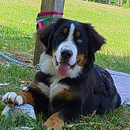 Bloom participe au concours pour gagner de l'argent avec cette photo : dog, puppy, bernese_mountain_dog, grass, outdoor, tongue_out, wooden_post, leash, playful, happy, paw, cup, towel, sunny, nature, pet, animal, summer, resting, closeup