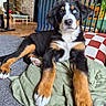 bernese_mountain_dog, puppy, dog, blue_eye, couch, cushion, indoor, brick_wall, furniture, pet, animal, canine, laying_down, cozy, domestic, fur, paw, snout, relaxing, cute