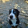 dog, puppy, wet, blue_eyes, cobblestone, outdoor, sunlight, shadow, animal, pet, looking_up, fur, cute, young, nature, pavement, close_up, adorable, sitting, curious