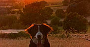 Bloom participe au concours pour gagner de l'argent avec cette photo : dog, sunset, outdoor, nature, landscape, grass, tree, field, sky, sun, silhouette, animal, pet, rock, scenic, warm_light, evening, backlit, happy, tongue_out