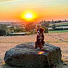 dog, sunset, rock, field, countryside, nature, grass, sky, clouds, leash, outdoor, animal, pet, sun, trees, landscape, happy, sitting, scenic, warm_light