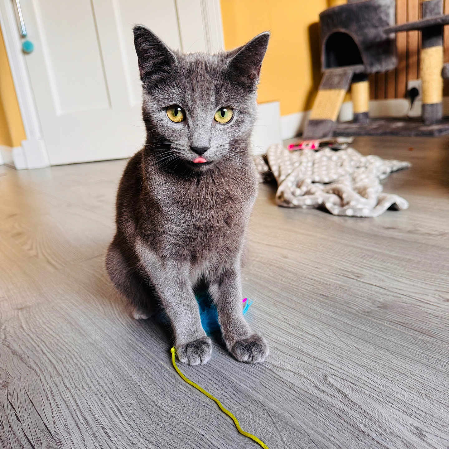 Pickle Mccormick joined the competition — help win amazing prizes! abyssinian, accessories, animal, axe, cat, device, hardwood, indoors, interiordesign, kitten, leash, manx, pet, plywood, shelf, stainedwood, strap, tool, weapon, wood