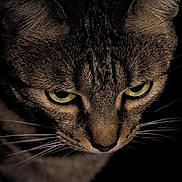 Hyppie a rejoint le concours — aidez-le/la à gagner de superbes lots ! cat, tabby_cat, close_up, portrait, green_eyes, whiskers, fur, animal, pet, face, intense_gaze, dark_background, mammal, whisker, feline, domestic_cat, head, ears, no_human, animal_portrait