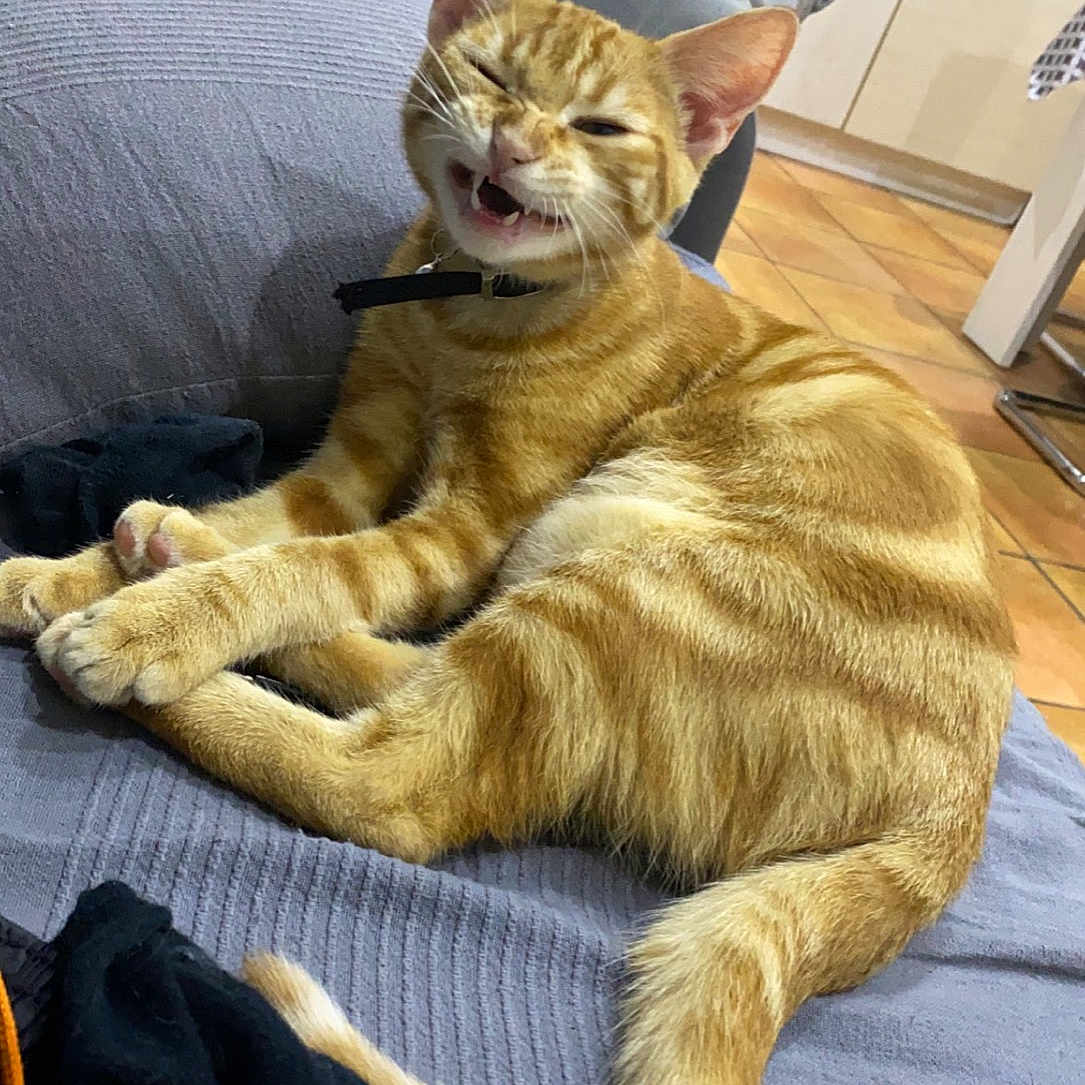 Simba