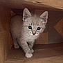 Snowflake joined the competition — help win amazing prizes! kitten, cat, gray_cat, blue_eyes, paper_bag, cute, small, pet, animal, feline, young, curious, indoor, soft_fur, whiskers, ears, paws, close_up, looking, exploring