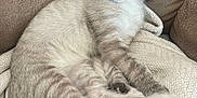 Snowflake is registered to the contest to win money with this photo: kitten, cat, sleeping, cozy, blanket, couch, indoor, fur, paws, closed_eyes, relaxed, pet, animal, domestic, resting, cute, tabby, soft, comfortable, feline