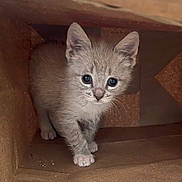 Snowflake is registered to the contest to win money with this photo: kitten, cat, animal, young, curious, gray, feline, pet, cute, small, indoors, cardboard_box, whiskers, fur, playful, looking, exploring, mammal, paw, face