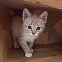 animal, cardboard_box, cat, curious, cute, exploring, face, feline, fur, gray, indoors, kitten, looking, mammal, paw, pet, playful, small, whiskers, young