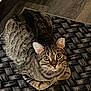 Theo joined the competition — help win amazing prizes! alert, animal, cat, closeup, curious, cute, domestic_cat, ears, feline, floor, indoor, looking_up, pet, rug, sitting, striped_fur, tabby, texture, whiskers, woven_rug