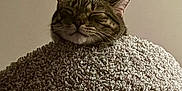 Theo is registered to the contest to win money with this photo: animal, blanket, cat, comfort, content, cozy, cute, ears, face, fur, furry, indoor, peaceful, pet, relaxed, resting, sleeping, snug, soft, whiskers