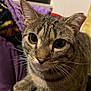 Theo is registered to the contest to win money with this photo: animal, blanket, cat, close_up, cozy, curious, cute, domestic, eyes, feline, fur, indoor, mammal, pet, portrait, purple, resting, soft, tabby, whiskers