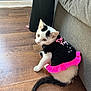 cat, white_cat, black_markings, pet_clothing, dress, pink_frill, wooden_floor, couch, indoor, animal, whiskers, tail, sitting, looking_back, cute, feline, domestic_cat, flooring, human_leg, casual