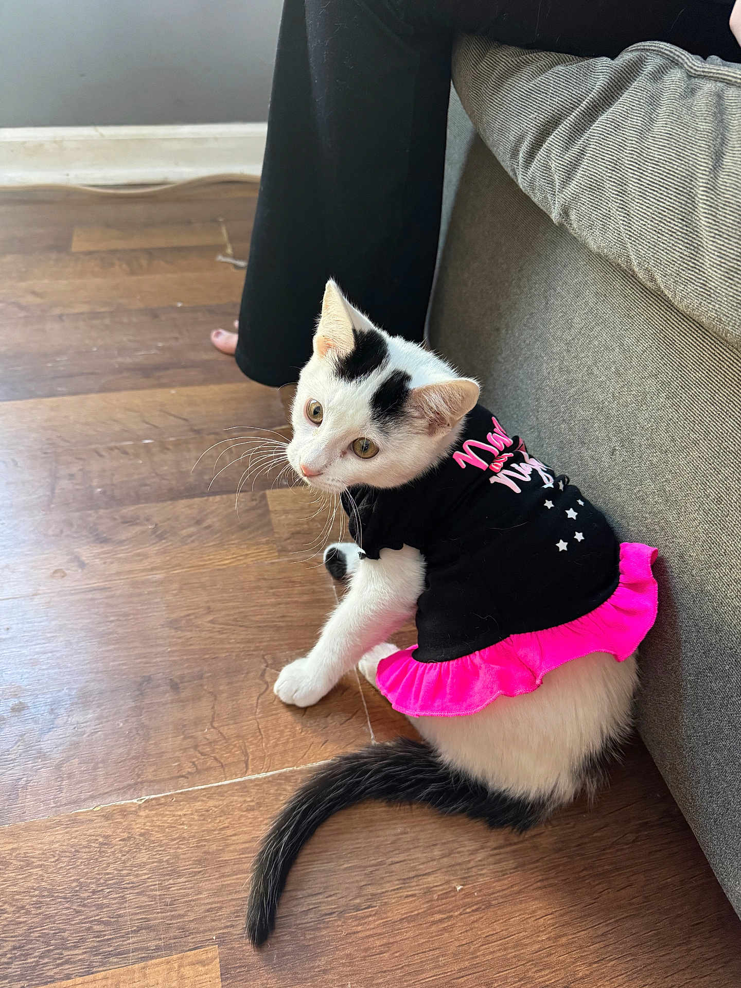 Lucifer joined the competition — help win amazing prizes! cat, white_cat, black_markings, pet_clothing, dress, pink_frill, wooden_floor, couch, indoor, animal, whiskers, tail, sitting, looking_back, cute, feline, domestic_cat, flooring, human_leg, casual