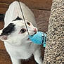Lucifer joined the competition — help win amazing prizes! animal, biting, black_spots, blue_toy, carpet, cat, close_up, curious, cute, fish_toy, floor, indoor, kitten, pet, playful, string, toy, whiskers, white_cat, wooden_floor