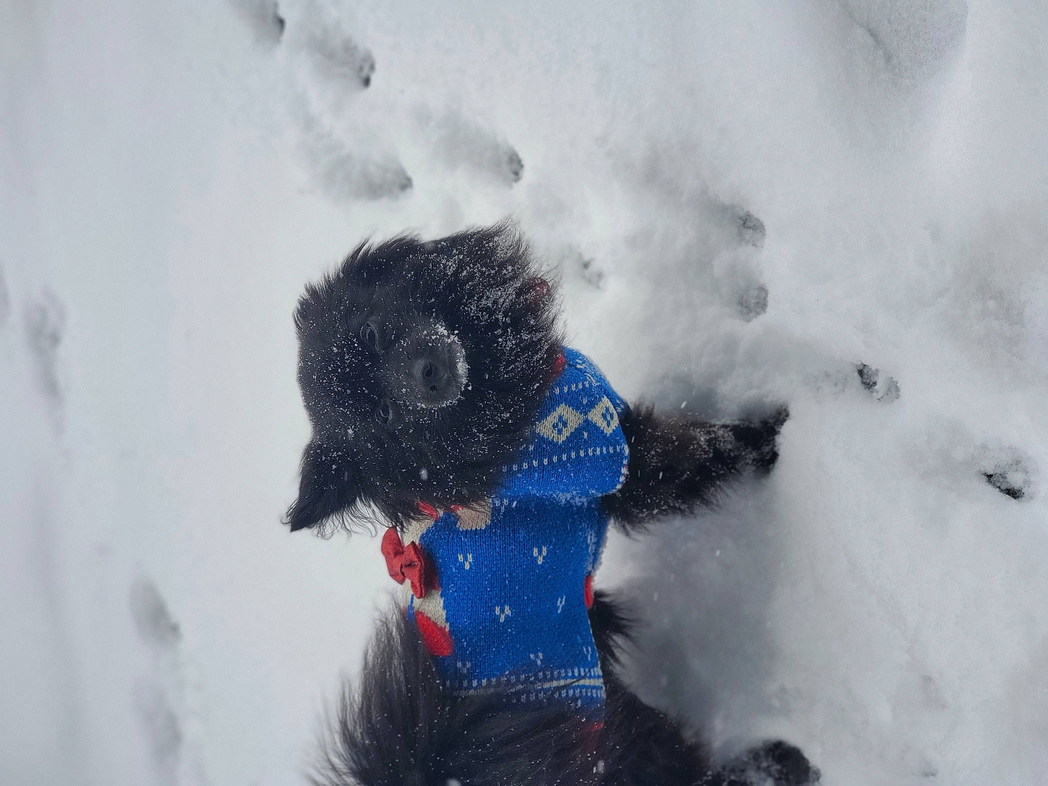 Leroy is registered to the contest to win money with this photo: arctic, blizzard, freezing, geological_phenomenon, glacial_landform, hood, ice_cap, playing_in_the_snow, precipitation, snow, stuffed_toy, toy, winter, winter_storm