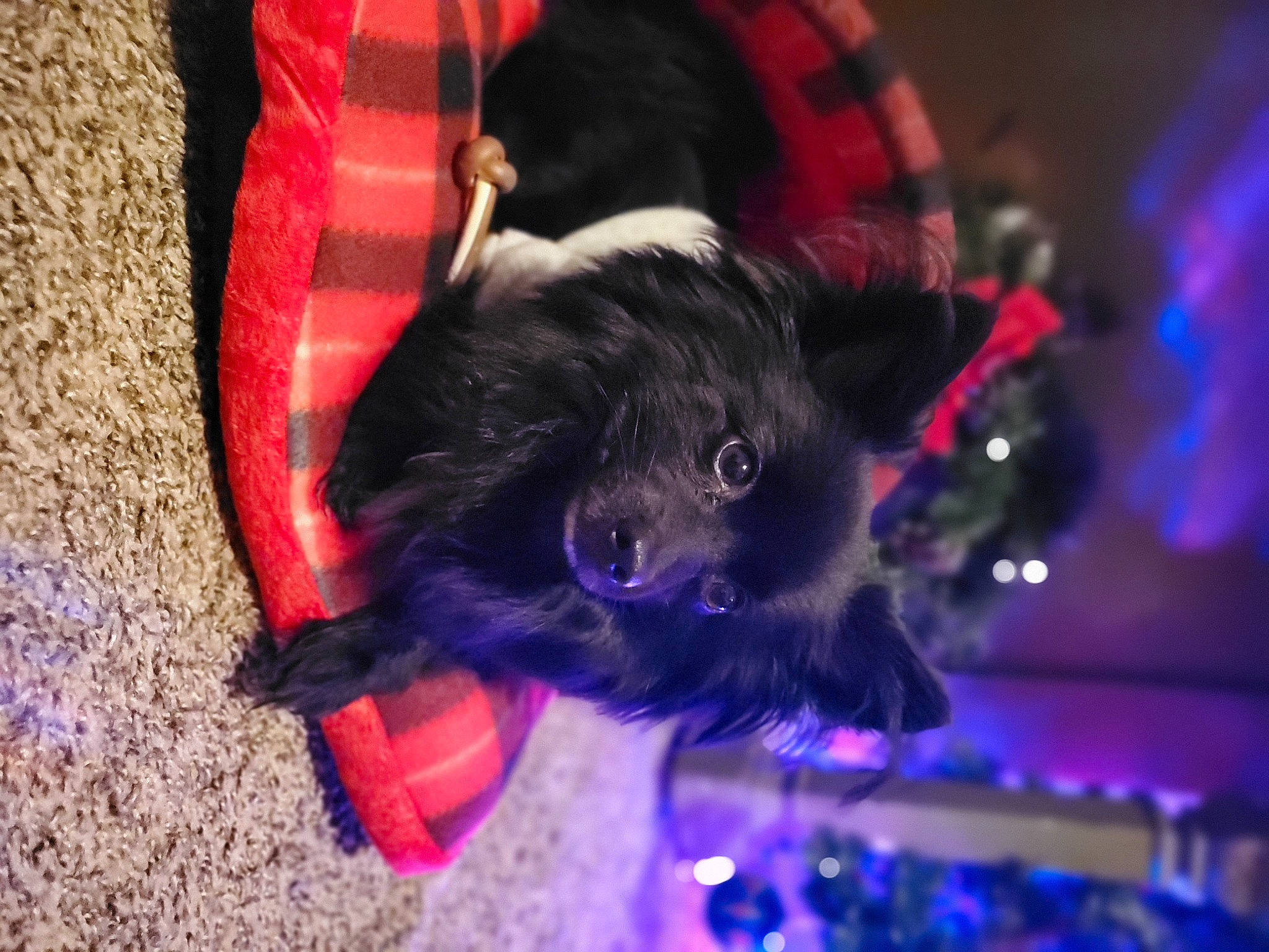 Leroy is registered to the contest to win money with this photo: canidae, carnivore, companion_dog, dog, dog_breed, dog_clothes, dog_supply, fur, non_sporting_group, puppy, purple, sporting_group, toy_dog, violet, working_animal, working_dog