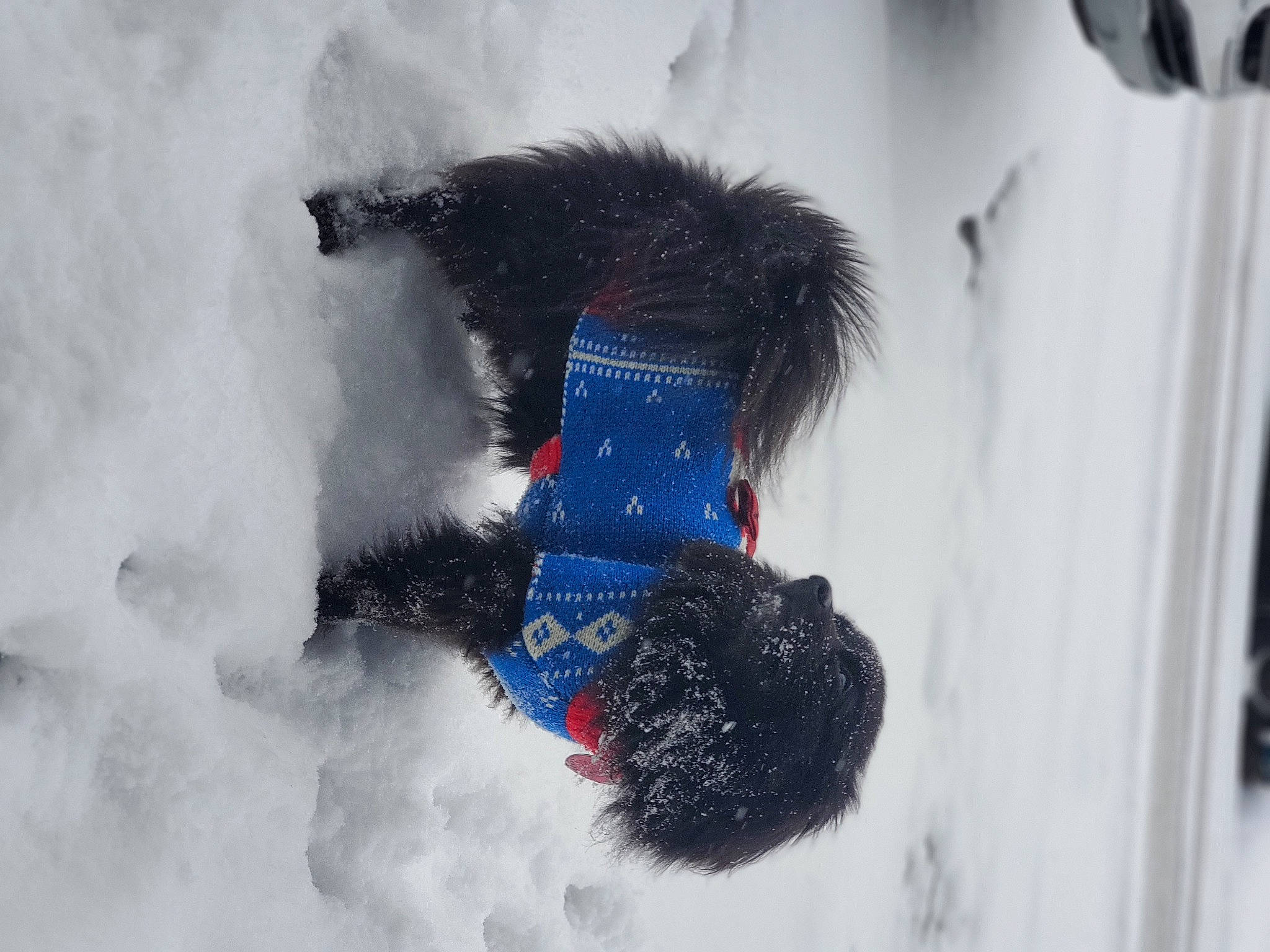 Leroy is registered to the contest to win money with this photo: animal_product, bearskin, costume_accessory, freezing, fur, fur_clothing, natural_material, paint, painting, snow, textile, toy, winter