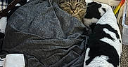 Poppy is registered to the contest to win money with this photo: cat, tabby_cat, pet_bed, blanket, indoor, cozy, resting, animal, feline, fur, window, carpet, home, comfort, sleepy, domestic_cat, relaxed, cute, snug, peaceful