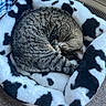 Poppy is registered to the contest to win money with this photo: cat, tabby_cat, sleeping, curled_up, pet_bed, fluffy, black_and_white, patterned, indoor, cozy, resting, fur, animal, mammal, carpet, soft, cute, domestic_cat, relaxation, peaceful