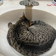 Poppy is registered to the contest to win money with this photo: cat, tabby, bathroom, sink, curled_up, faucet, toothbrush, pet, animal, sleeping, striped, domestic_cat, cozy, resting, white_sink, fur, whiskers, indoor, quiet, cute