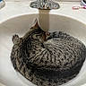 cat, tabby, bathroom, sink, curled_up, faucet, toothbrush, pet, animal, sleeping, striped, domestic_cat, cozy, resting, white_sink, fur, whiskers, indoor, quiet, cute