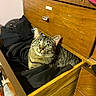 Poppy is registered to the contest to win money with this photo: cat, tabby, green_eyes, drawer, wooden_furniture, clothing, black_clothes, indoor, furniture, pet, curious, cozy, dresser, label, carpet, home, cute, animal, resting, looking_up