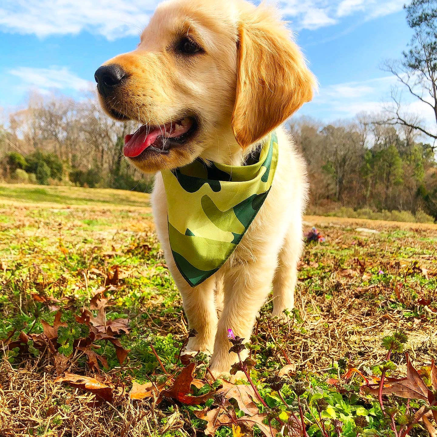 Bradley is registered to the contest to win money with this photo: ball, carnivore, cloud, collar, companion_dog, dog, dog_breed, dog_collar, dog_supply, fawn, grass, gun_dog, happy, leash, people_in_nature, plant, sky, snout, tennis_ball, tree