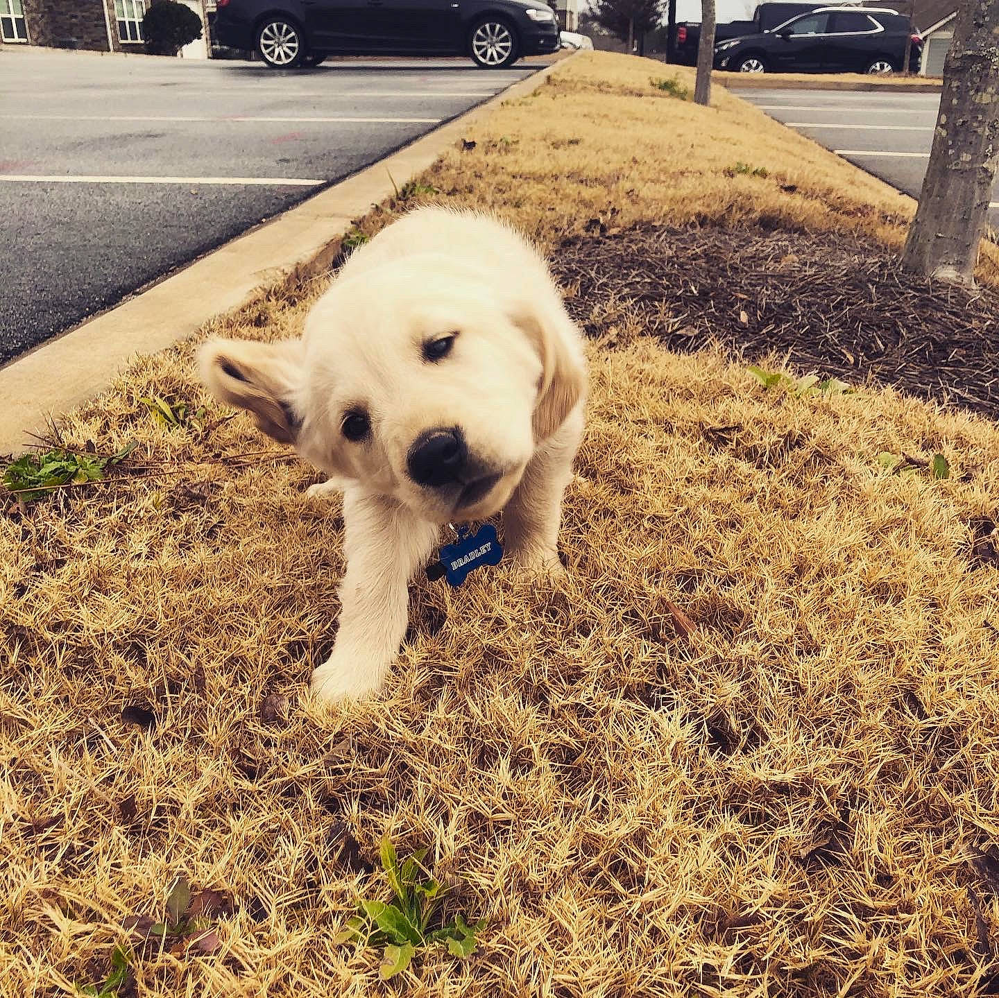 Bradley is registered to the contest to win money with this photo: asphalt, car, carnivore, companion_dog, dog, dog_breed, fawn, grass, mammal, morning, plant, road_surface, tints_and_shades, tire, tree, vehicle, vehicle_registration_plate, vertebrate, wheel, working_animal