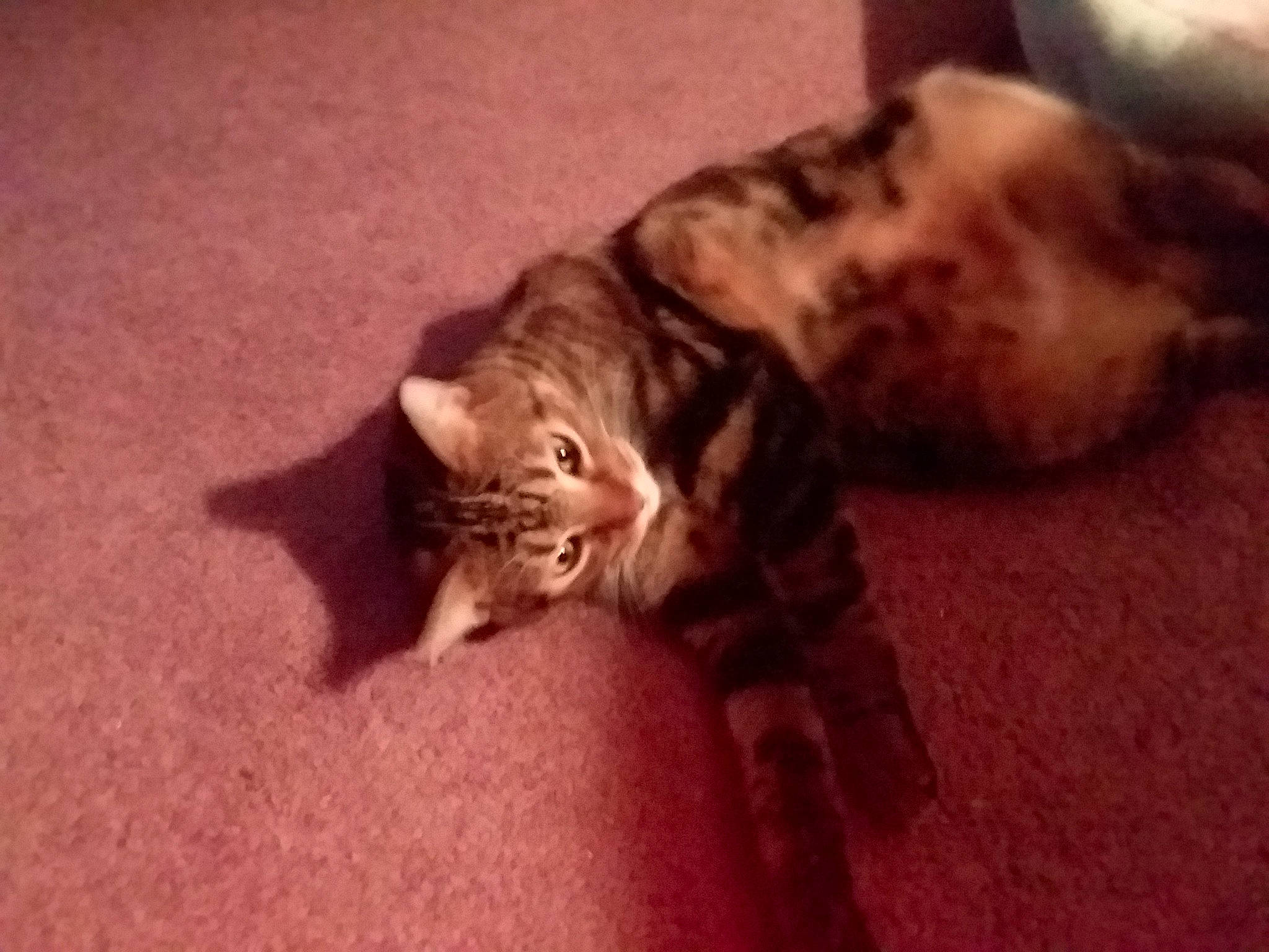 Charlie is registered to the contest to win money with this photo: american_shorthair, bengal, carnivore, cat, domestic_short_haired_cat, european_shorthair, felidae, fur, kitten, maine_coon, mammal, norwegian_forest_cat, pixie_bob, savannah, small_to_medium_sized_cats, tabby_cat, vertebrate, whiskers