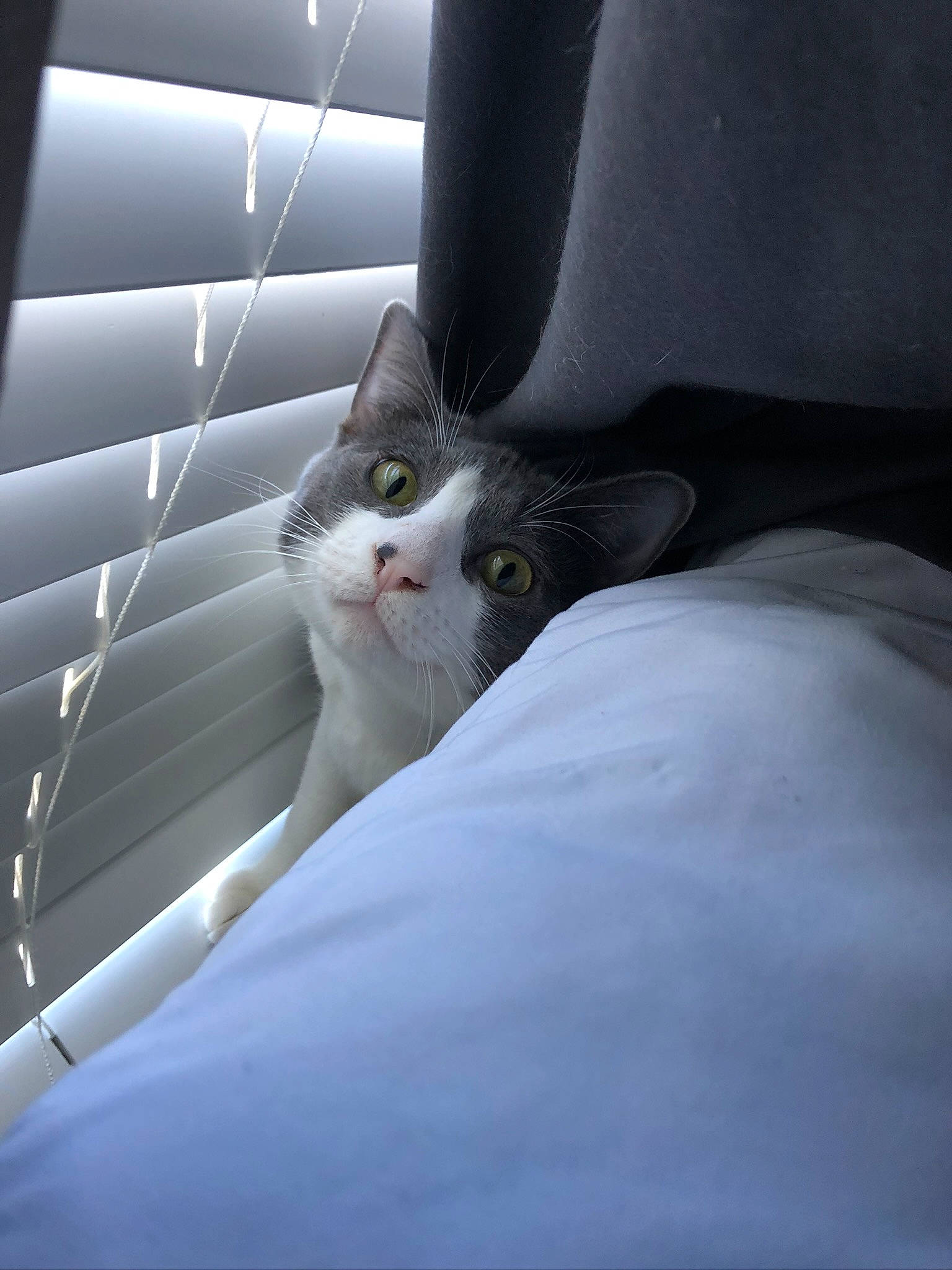 Gravy joined the competition — help win amazing prizes! auto_part, automotive_design, automotive_exterior, automotive_tire, carnivore, cat, comfort, domestic_short_haired_cat, felidae, grey, human_leg, linens, plant, small_to_medium_sized_cats, snout, tail, tints_and_shades, vehicle_door, whiskers, window