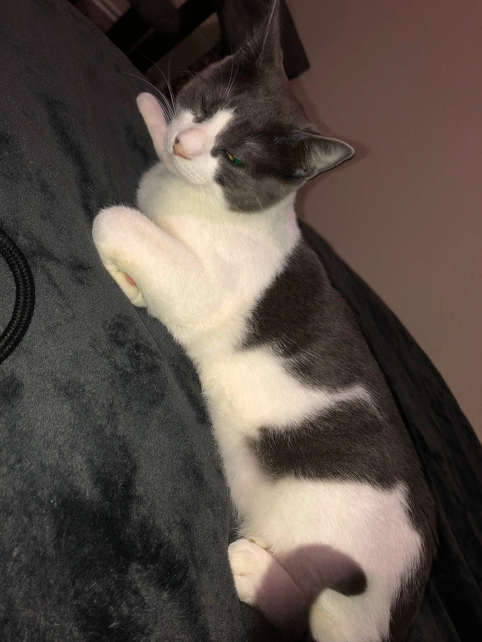 Gravy joined the competition — help win amazing prizes! carnivore, cat, comfort, domestic_short_haired_cat, felidae, fur, monochrome_photography, paw, small_to_medium_sized_cats, snout, tail, terrestrial_animal, whiskers