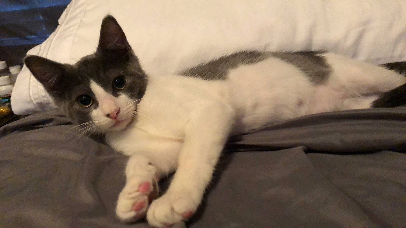 Gravy is registered to the contest to win money with this photo: carnivore, cat, comfort, domestic_short_haired_cat, felidae, fur, linens, paw, small_to_medium_sized_cats, snout, tail, whiskers