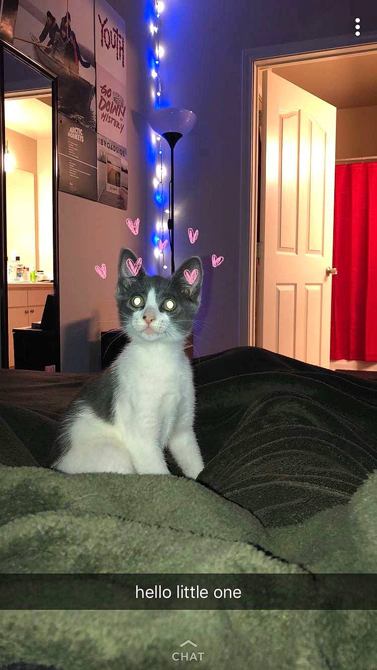 Gravy is registered to the contest to win money with this photo: carnivore, cat, comfort, curtain, domestic_short_haired_cat, door, felidae, flooring, fur, grey, houseplant, light_fixture, linens, picture_frame, plant, rectangle, room, small_to_medium_sized_cats, tail, whiskers