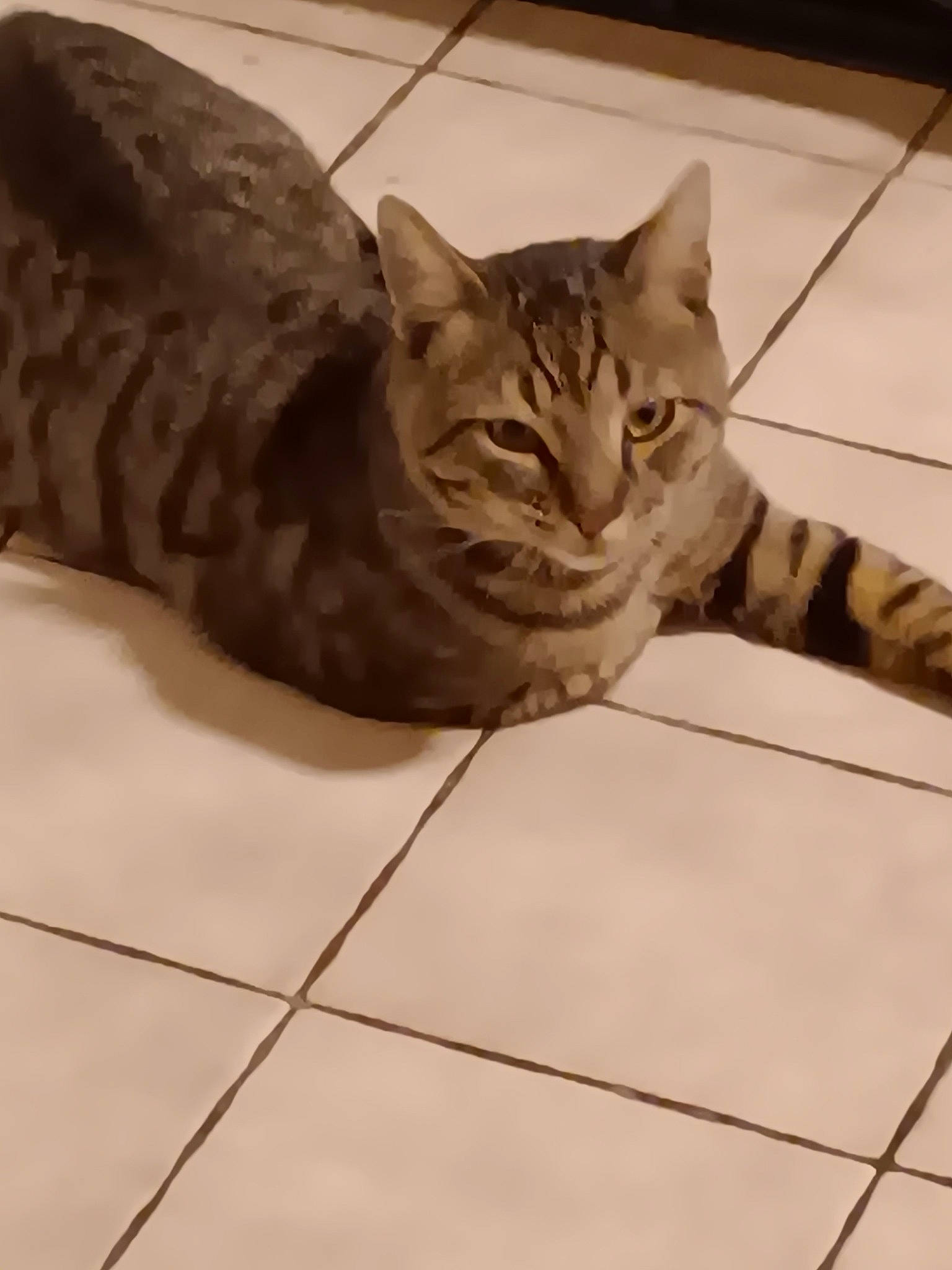 Kit Kat joined the competition — help win amazing prizes! carnivore, cat, claw, comfort, domestic_short_haired_cat, eye, fawn, felidae, floor, flooring, fur, head, paw, small_to_medium_sized_cats, snout, tail, terrestrial_animal, tile_flooring, whiskers, wood