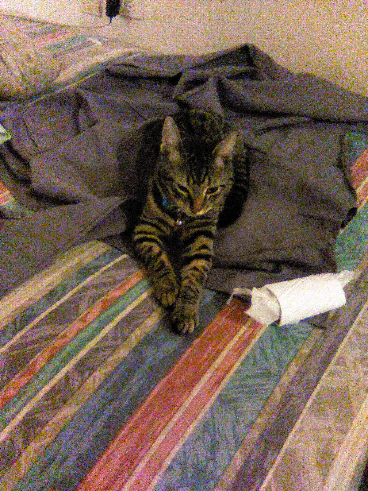 Kit Kat joined the competition — help win amazing prizes! bed_sheet, bedding, carnivore, cat, comfort, domestic_short_haired_cat, felidae, flooring, fur, grey, hardwood, human_leg, linens, pattern, room, small_to_medium_sized_cats, tail, terrestrial_animal, whiskers, wood