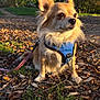 accessories, animal, canine, chihuahua, cockerspaniel, dog, eskimodog, grass, harness, leash, outdoors, papillon, pet, plant, puppy, soil, strap, terrier, tree, vegetation