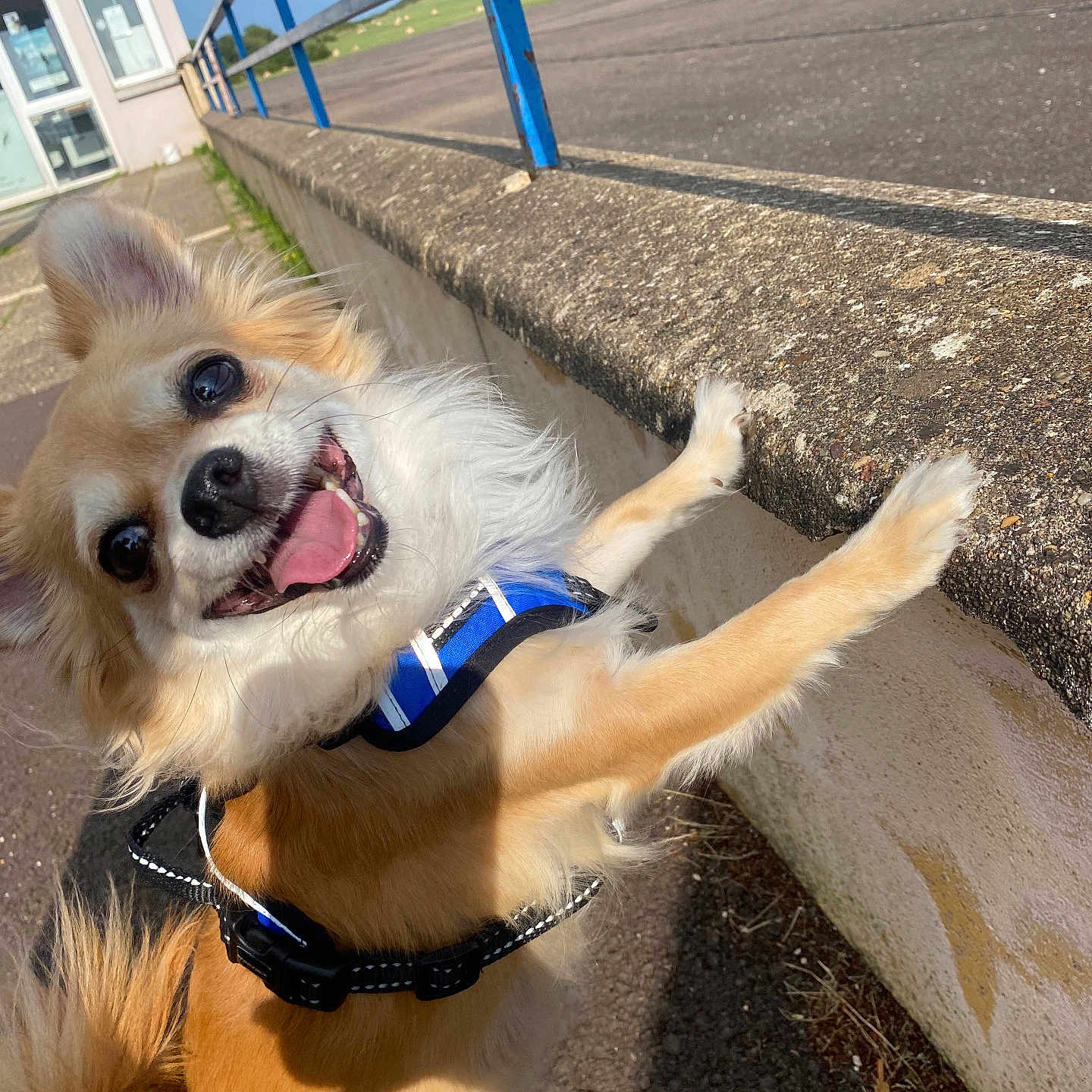 Joy a rejoint le concours — aidez-le/la à gagner de superbes lots ! accessories, animal, architecture, building, canine, city, dog, grass, outdoors, path, pet, plant, puppy, road, shelter, sidewalk, strap, street, summer, urban