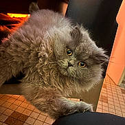 Ashael Ysmeriel a rejoint le concours — aidez-le/la à gagner de superbes lots ! cat, gray_cat, fluffy, pet, indoor, curious, paw, feline, animal, closeup, orange_light, floor_tiles, chair, whiskers, ears, eyes, cozy, domestic, cute, fur