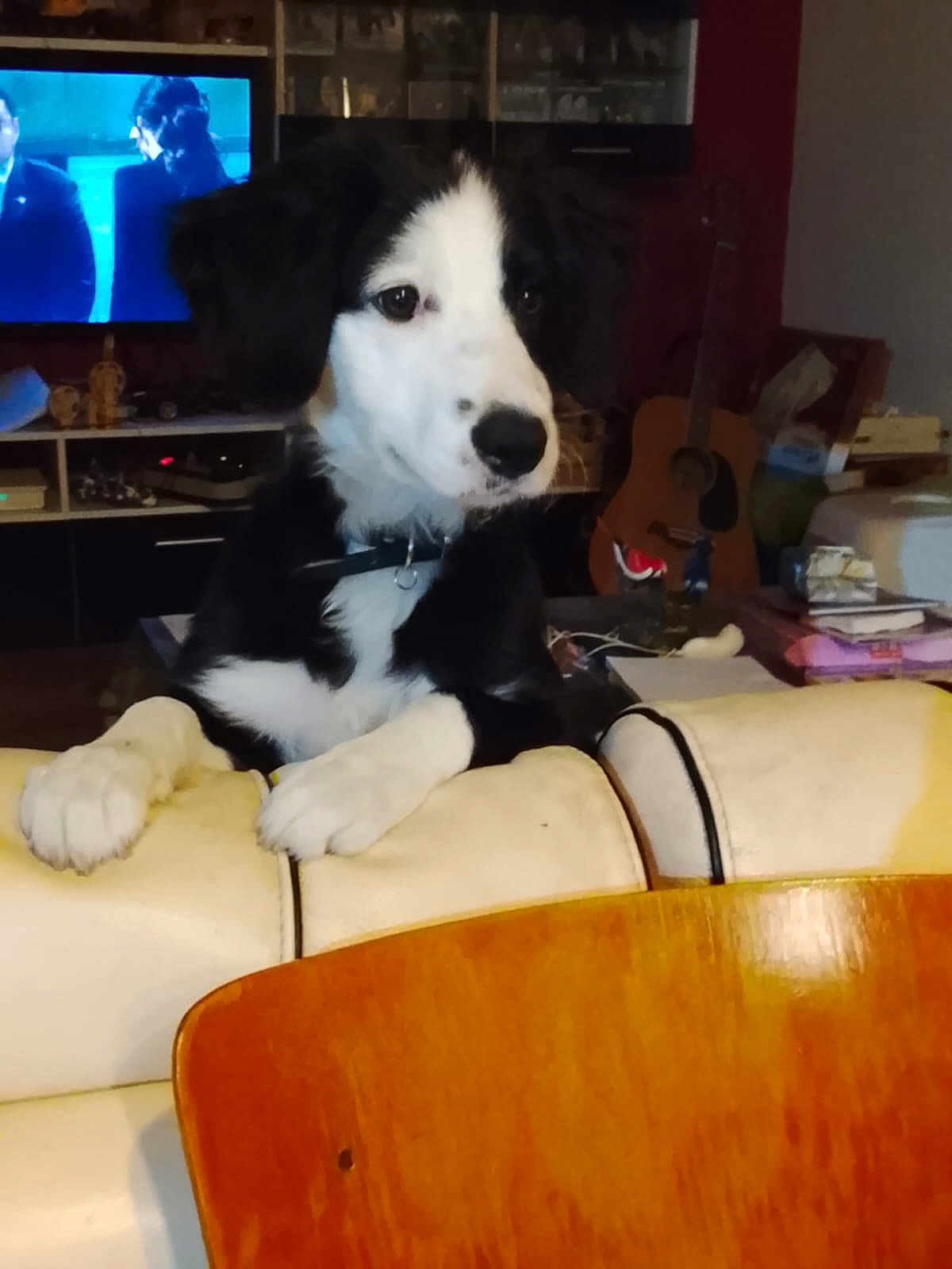 Joy a rejoint le concours — aidez-le/la à gagner de superbes lots ! dog, puppy, black_and_white, sofa, couch, paws, guitar, television, tv_screen, living_room, shelf, collar, wooden_table, chair, entertainment_center, pet_portrait, indoor, curiosity, clutter, home_decor